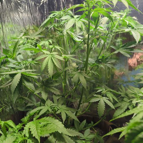 Fat Banana Auto 1 growlog timeline photo