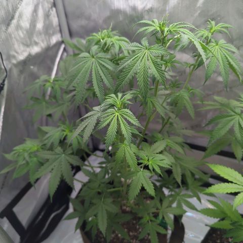 Fat Banana Auto 1 growlog timeline photo