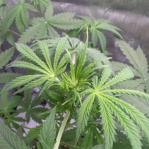 Fat Banana Auto 1 growlog timeline photo