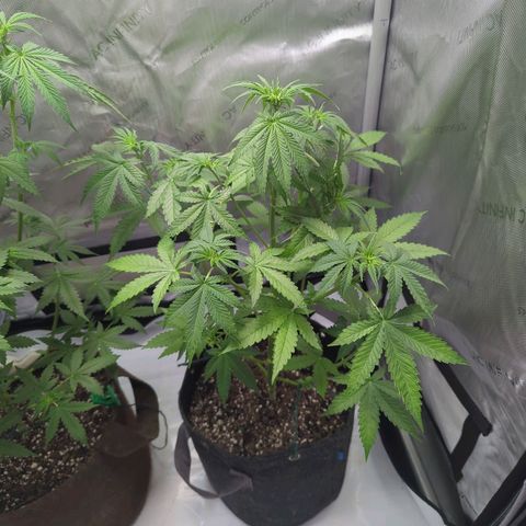 Fat Banana Auto 2 growlog timeline photo