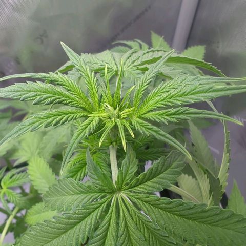 Fat Banana Auto 2 growlog timeline photo