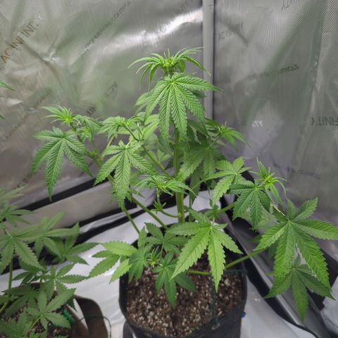 Fat Banana Auto 2 growlog timeline photo