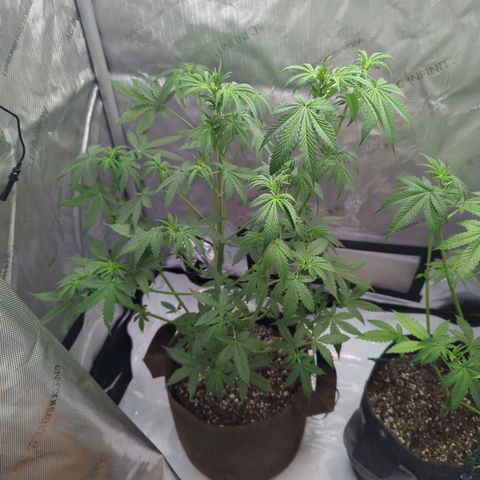 Fat Banana Auto 1 growlog timeline photo