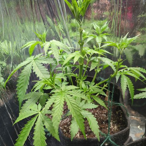 ? #2 growlog timeline photo