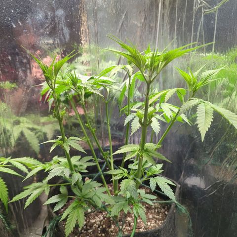 ? #1 growlog timeline photo