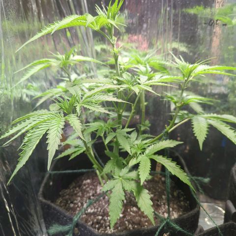 ? #2 growlog timeline photo