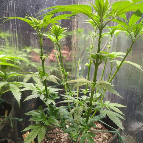 ? #1 growlog timeline photo