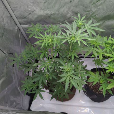Fat Banana Auto 1 growlog timeline photo
