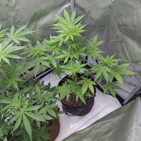 Fat Banana Auto 2 growlog timeline photo