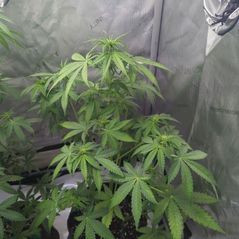 Fat Banana Auto 2 growlog timeline photo