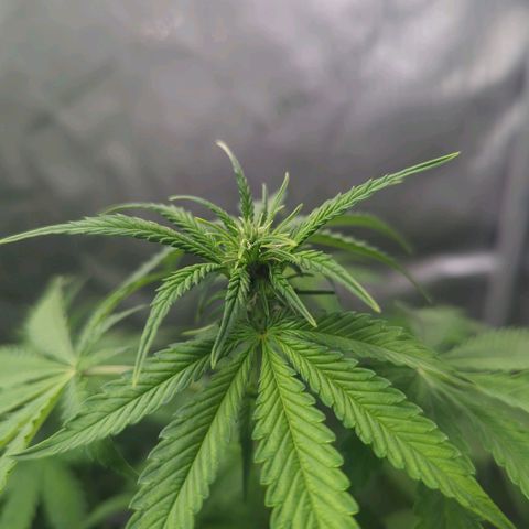 Fat Banana Auto 2 growlog timeline photo