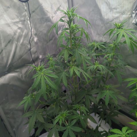 Fat Banana Auto 1 growlog timeline photo