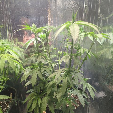 ? #1 growlog timeline photo