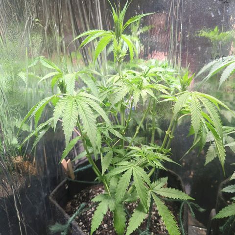 ? #2 growlog timeline photo