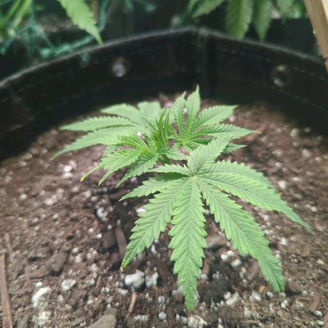 ? #1 growlog photo: Clone*