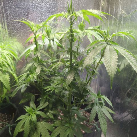 ? #1 growlog timeline photo