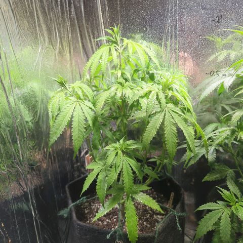 ? #2 growlog timeline photo
