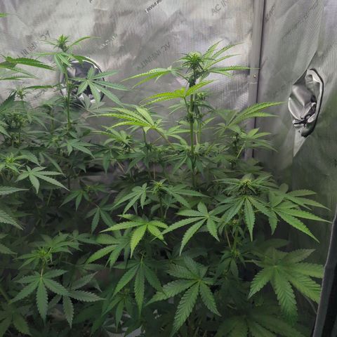 Fat Banana Auto 2 growlog timeline photo
