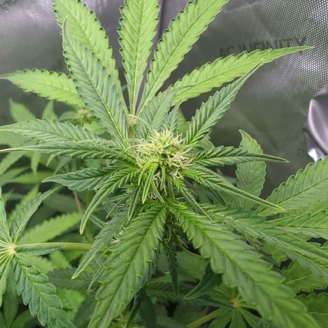 Fat Banana Auto 2 growlog timeline photo