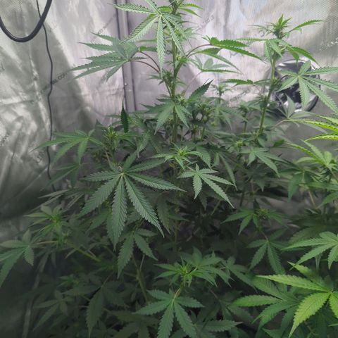 Fat Banana Auto 1 growlog timeline photo