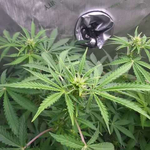 Fat Banana Auto 1 growlog timeline photo