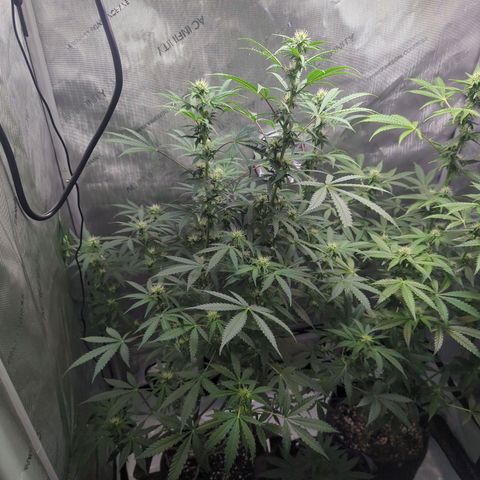 Fat Banana Auto 1 growlog timeline photo