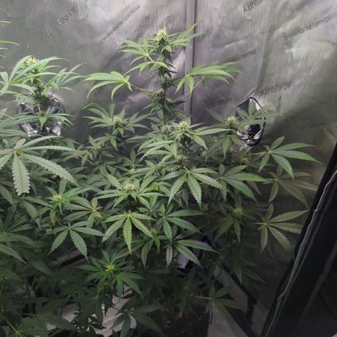 Fat Banana Auto 2 growlog timeline photo