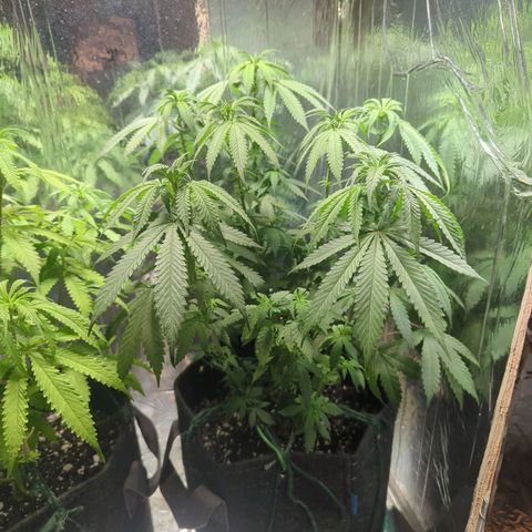 ? #1 growlog timeline photo