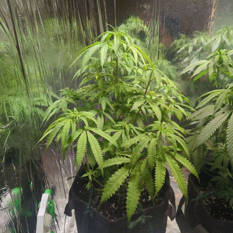 ? #2 growlog timeline photo