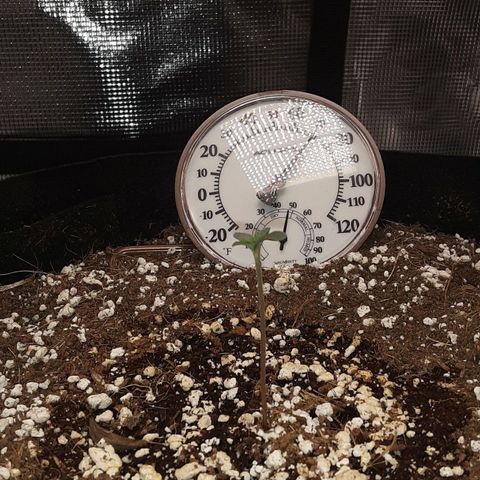 Orange sherbert auto fastbuds  growlog timeline photo