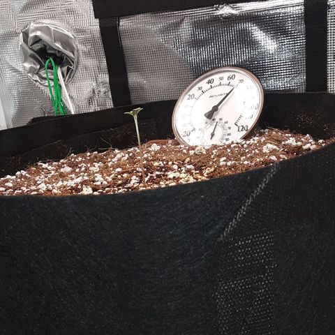 Orange sherbert auto fastbuds  growlog timeline photo