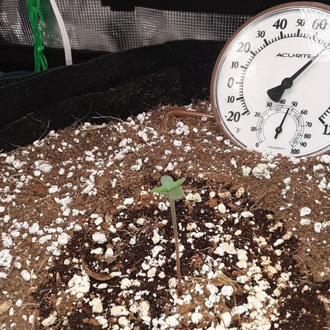 Orange sherbert auto fastbuds  growlog timeline photo