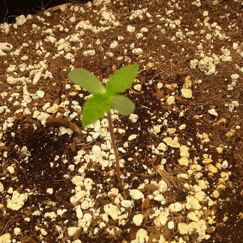 Orange sherbert auto fastbuds  growlog timeline photo