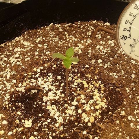 Orange sherbert auto fastbuds  growlog timeline photo