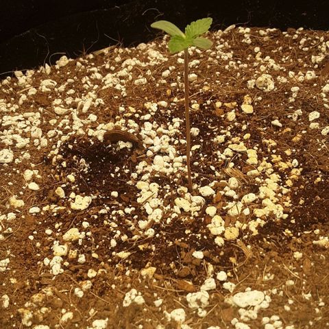 Orange sherbert auto fastbuds  growlog timeline photo