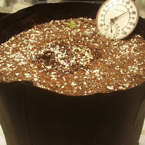 Orange sherbert auto fastbuds  growlog timeline photo