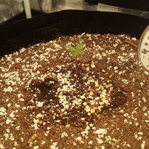 Orange sherbert auto fastbuds  growlog timeline photo