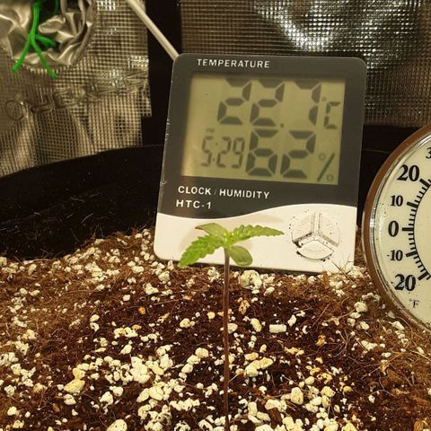Orange sherbert auto fastbuds  growlog timeline photo