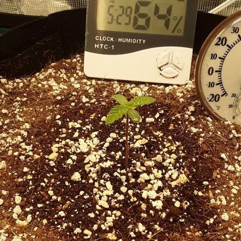 Orange sherbert auto fastbuds  growlog timeline photo