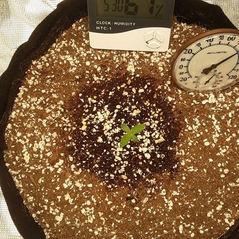 Orange sherbert auto fastbuds  growlog timeline photo
