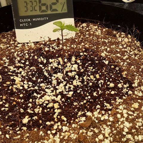 Orange sherbert auto fastbuds  growlog timeline photo