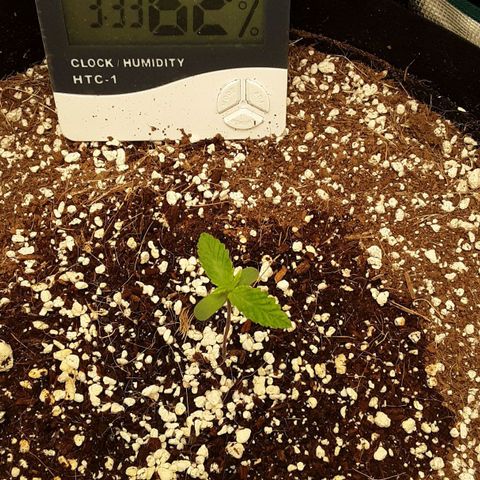Orange sherbert auto fastbuds  growlog timeline photo