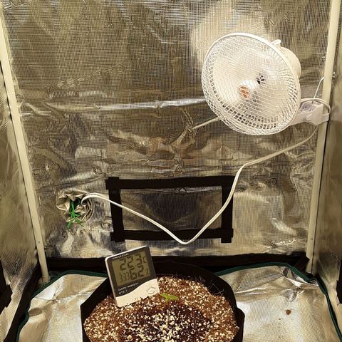 Orange sherbert auto fastbuds  growlog timeline photo
