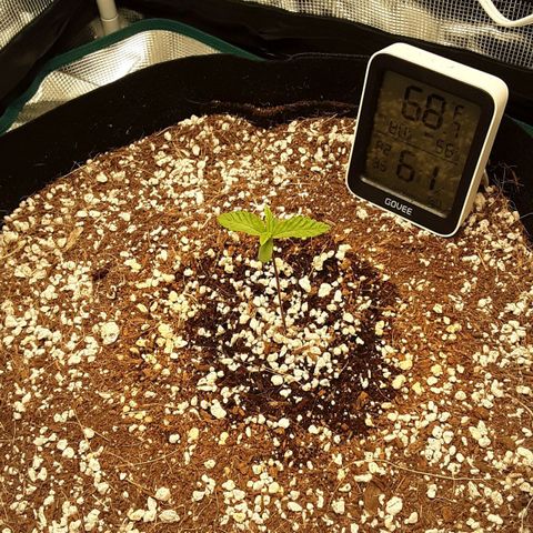 Orange sherbert auto fastbuds  growlog timeline photo