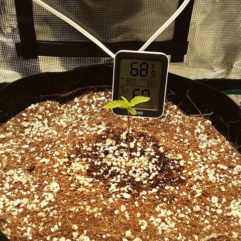Orange sherbert auto fastbuds  growlog timeline photo