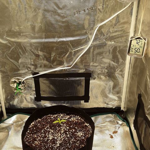 Orange sherbert auto fastbuds  growlog timeline photo
