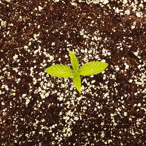 Orange sherbert auto fastbuds  growlog timeline photo