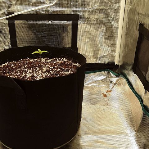Orange sherbert auto fastbuds  growlog timeline photo