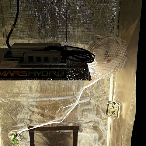 Orange sherbert auto fastbuds  growlog timeline photo