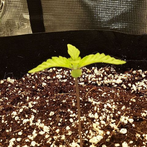 Orange sherbert auto fastbuds  growlog timeline photo